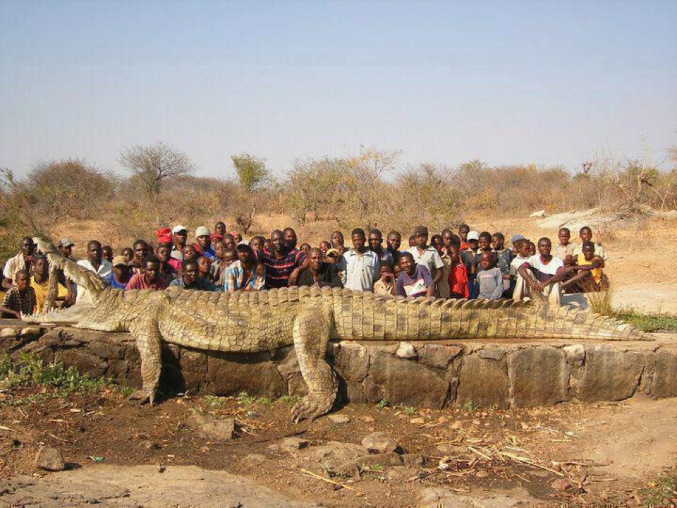 Angola D2QV Monster Crocodile