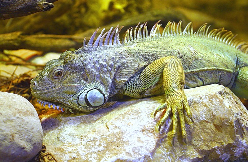 Aruba Iguana