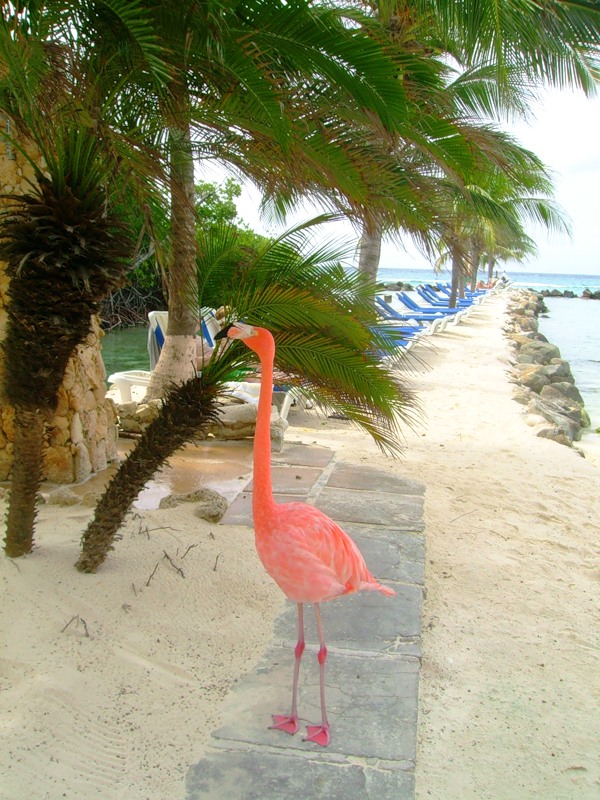 Aruba P4/JA3DFM DX News
