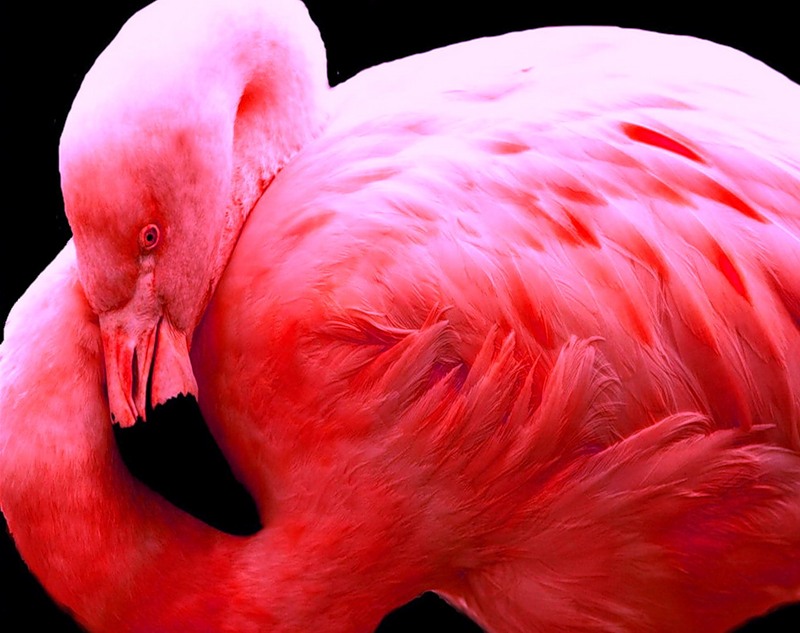 Aruba P40A Flamingo