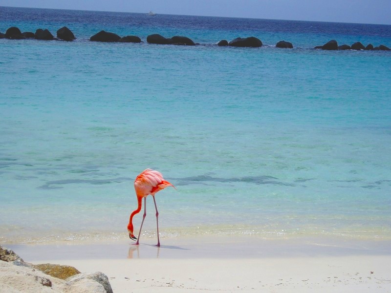 Aruba P40P 2011