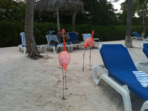 Aruba P40S