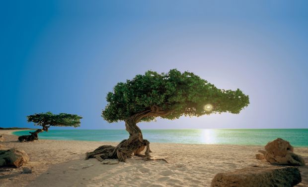 Aruba P41P P4/DF7ZS DX News