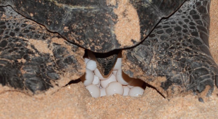 Ascension Island Turtle ZD8O