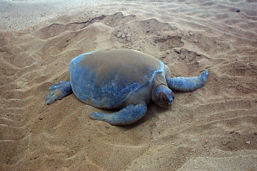Ascension Island ZD8F ZD8ZZ