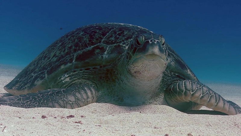 Ascension Island ZD8W