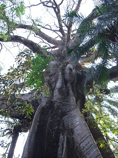 Banana Island DX News Sierra Leone 9L0W
