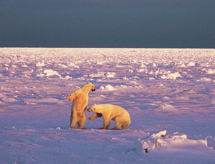 Bear Island JW2US