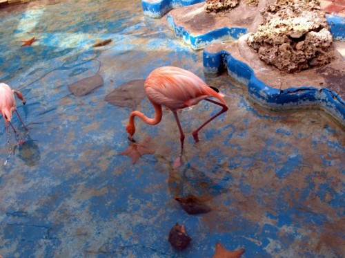 Bonaire Island PJ4/LY9Y DX News
