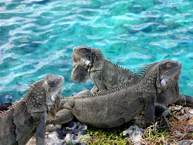 Bonaire Island PJ4HZ