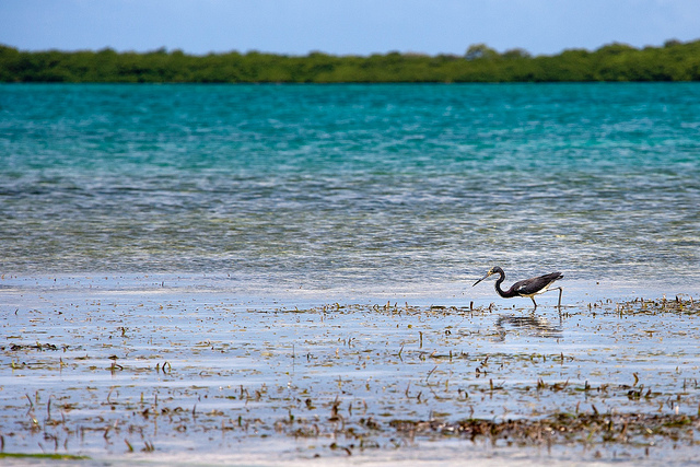Bonaire Island PJ4HZ DX News