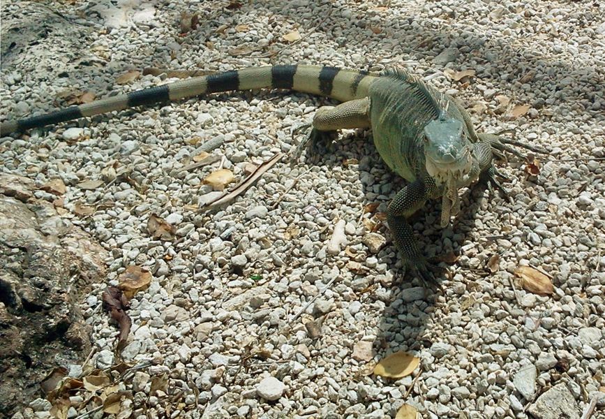 Bonaire Island PJ4/AA2WN Tourist Attractions