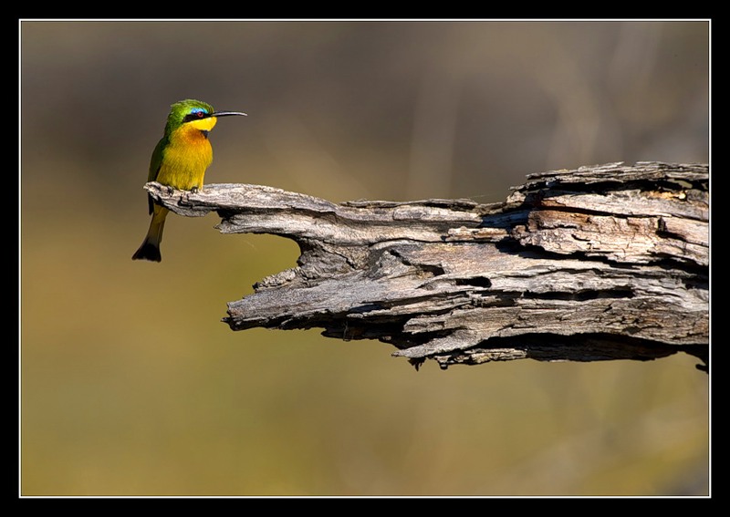 Botswana A25JB Bee Eater