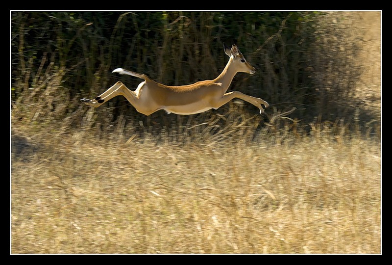 Botswana A25JB DX News Antilope