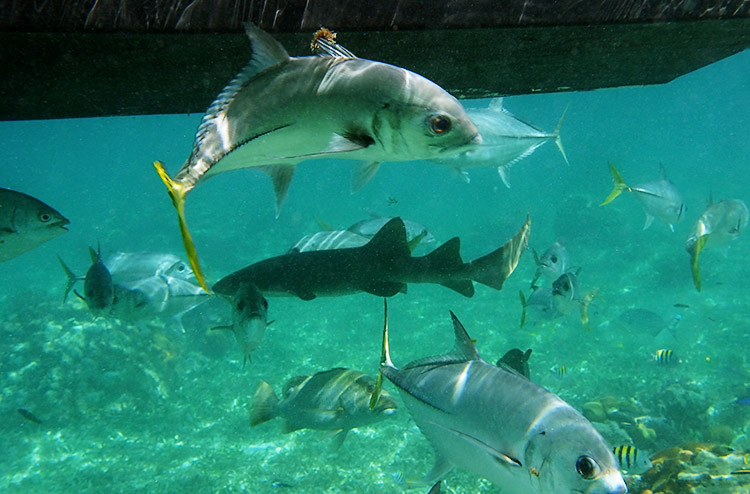Caye Caulker Island V31MO V31MX V31WH DX News