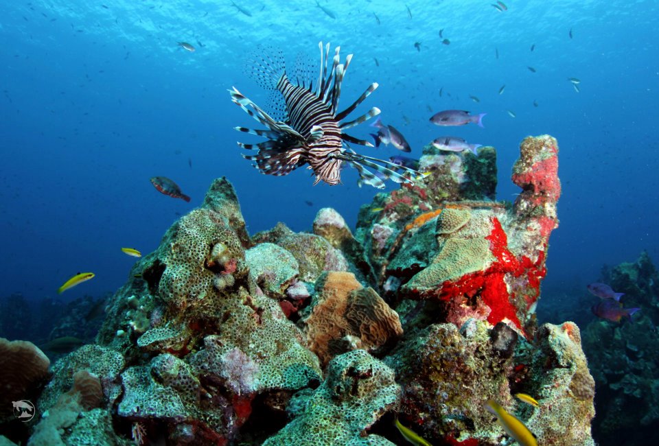 Curacao Island PJ2/PA7JWC PJ2/PD7DB
