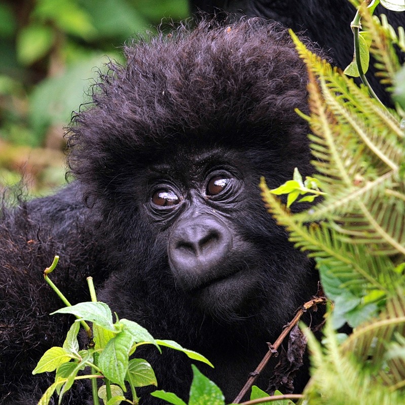 Democratic Republic of Congo 9Q6/ZS4U