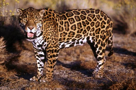 el jaguar