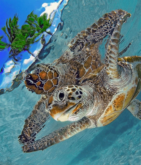 French Polynesia FO/N0RB