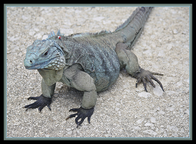 Grand Cayman Island ZF2GT Blue Iguana