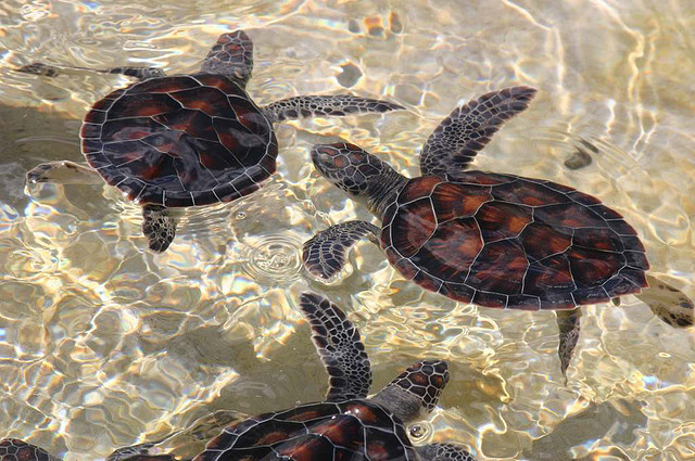 Grand Cayman Island ZF2TE DX News
