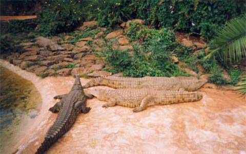 Kenya 5Z4/IZ4AKS Crocodile Farm