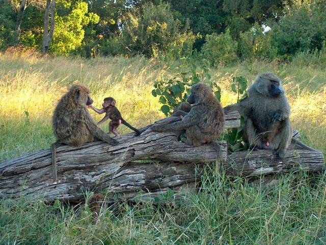 Kenya 5Z4HW