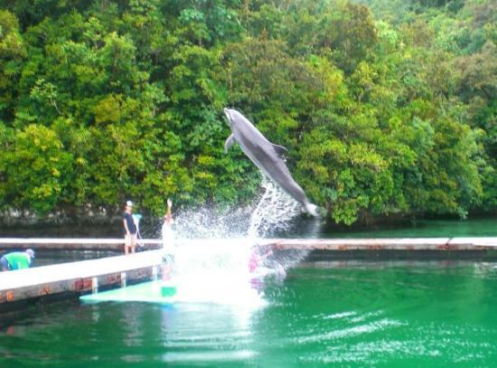 Koror Island T88ZO DX News