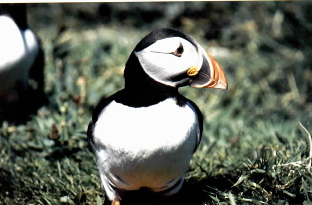 Lunga Island GB5TI Puffin
