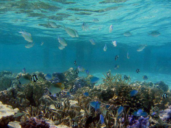 Manihi Island FO/JA3EZJ DX News