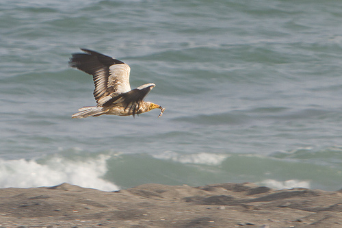 Masirah Island A41WW/M A41WW/P