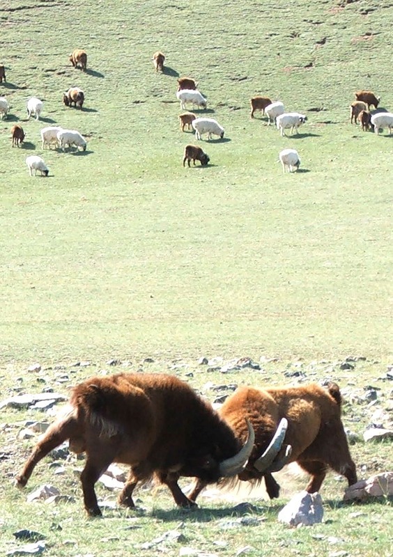 Mongolia JT7WFF