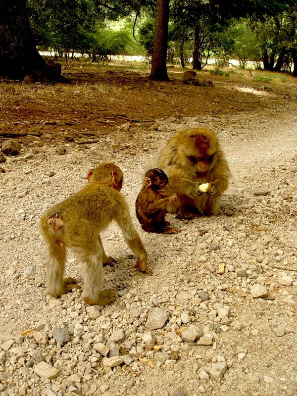 Morocco CN3A Monkey