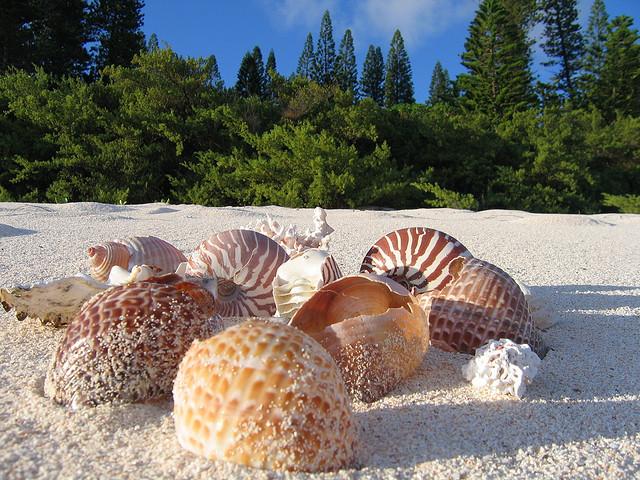 New Caledonia TX8CW DX News