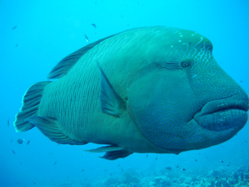 Palau Islands T88CR