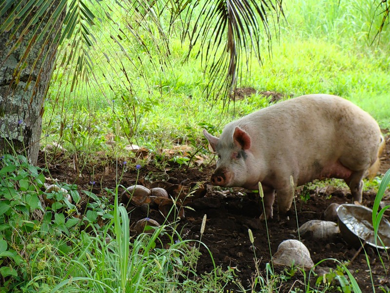 Rarotonga Island E51YNB E51TAI Cocos Desert