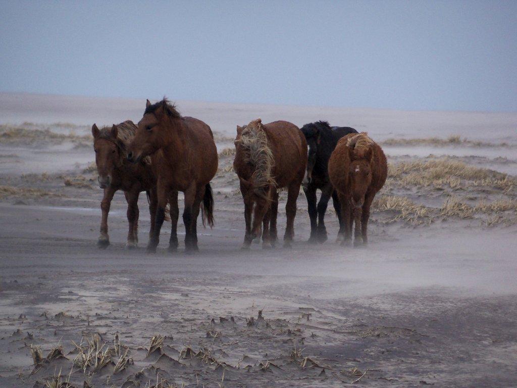 Sable Island Wild Horses