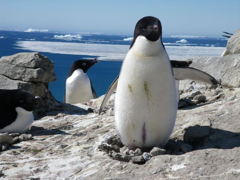Seymour Island Marambio Base LU4ZS Antarctica