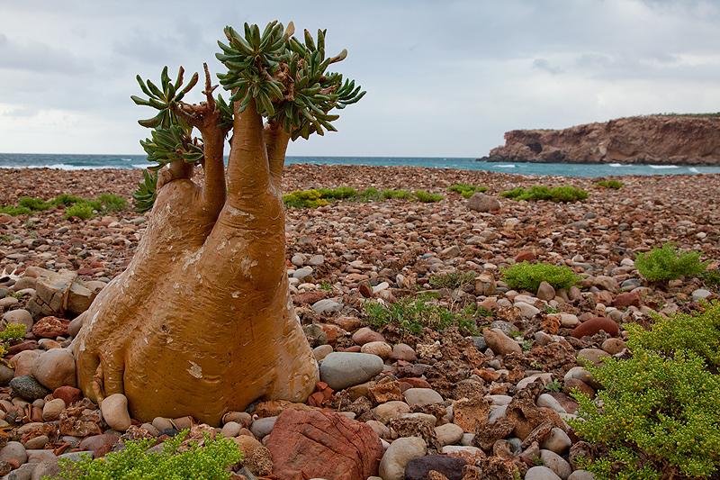 Socotra Island Yemen 7O6 DX News 7O6T