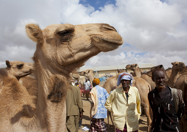 Somaliland 6O3A