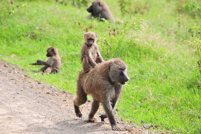 Tanzania 5H3MB 2012