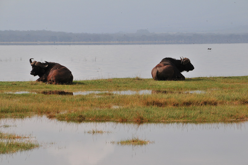 Tanzania 5H3MB 2012 DX News