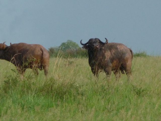 Uganda 5X1RO 19