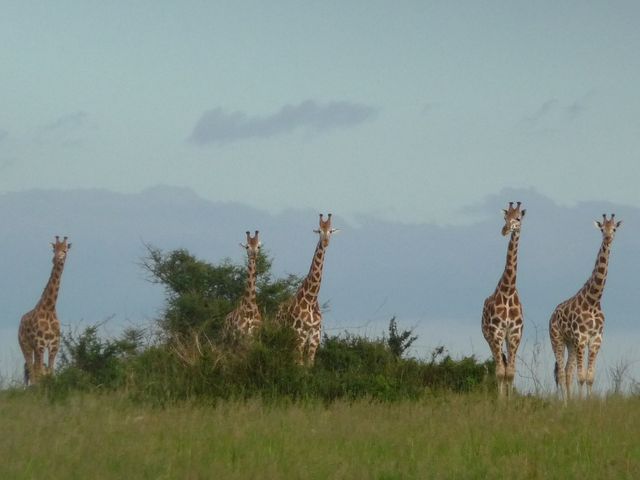Uganda 5X1RO 20
