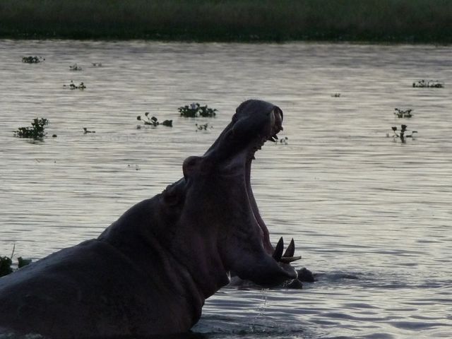 Uganda 5X1RO 21