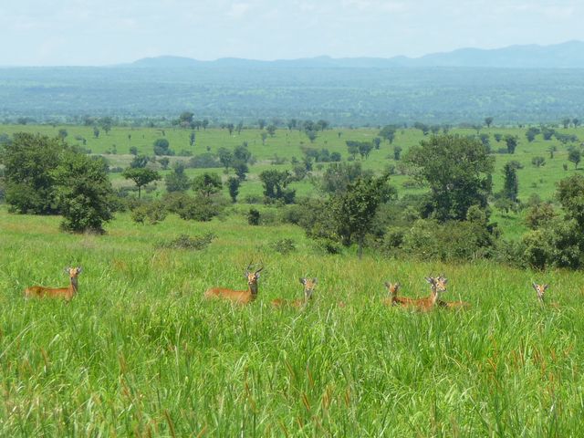 Uganda 5X1RO 5