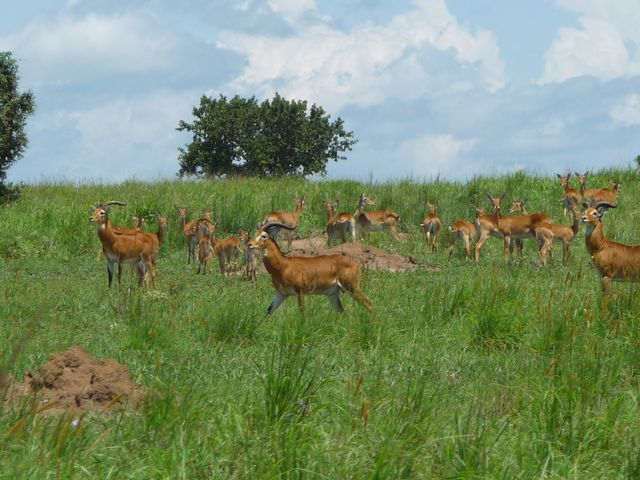 Uganda 5X1RO 6