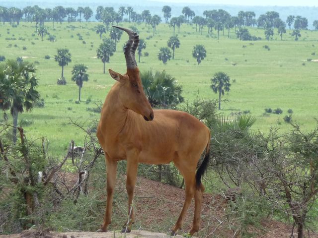 Uganda 5X1RO 7