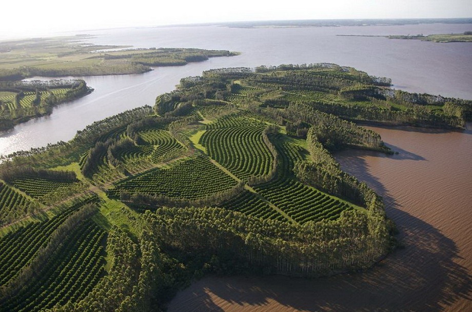 Uruguay CW5W Orange Plantations