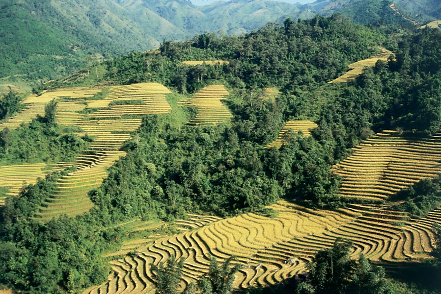 Vietnam 3W7W